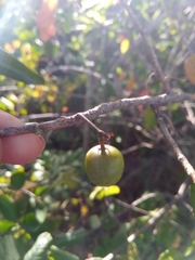 Commiphora marchandii