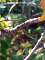 Commiphora marchandii