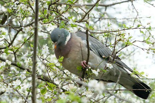 Paloma torcaz (Columba palumbus)