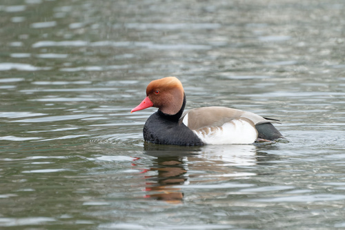Pato colorado (Netta rufina)