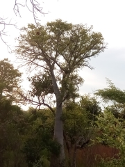 Adansonia madagascariensis