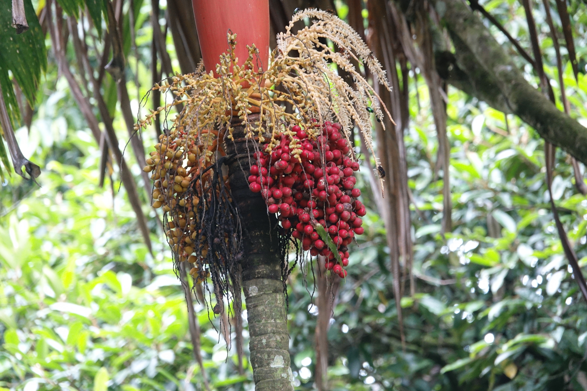 Imagem de Palmeira-areca