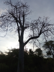 Adansonia madagascariensis