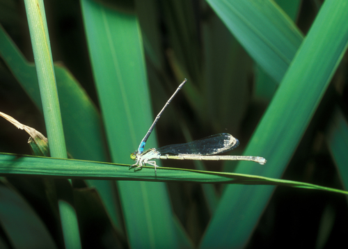 Photo of Dusky Lilysquatter (Paracercion calamorum)