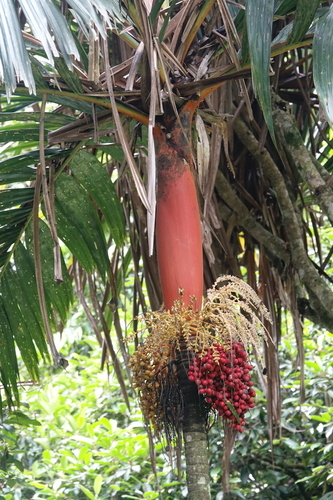 Foto de Palmeira-areca