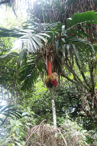 Foto de Palmeira-areca