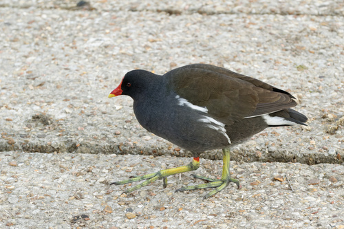 Teichhuhn (Gallinula chloropus)