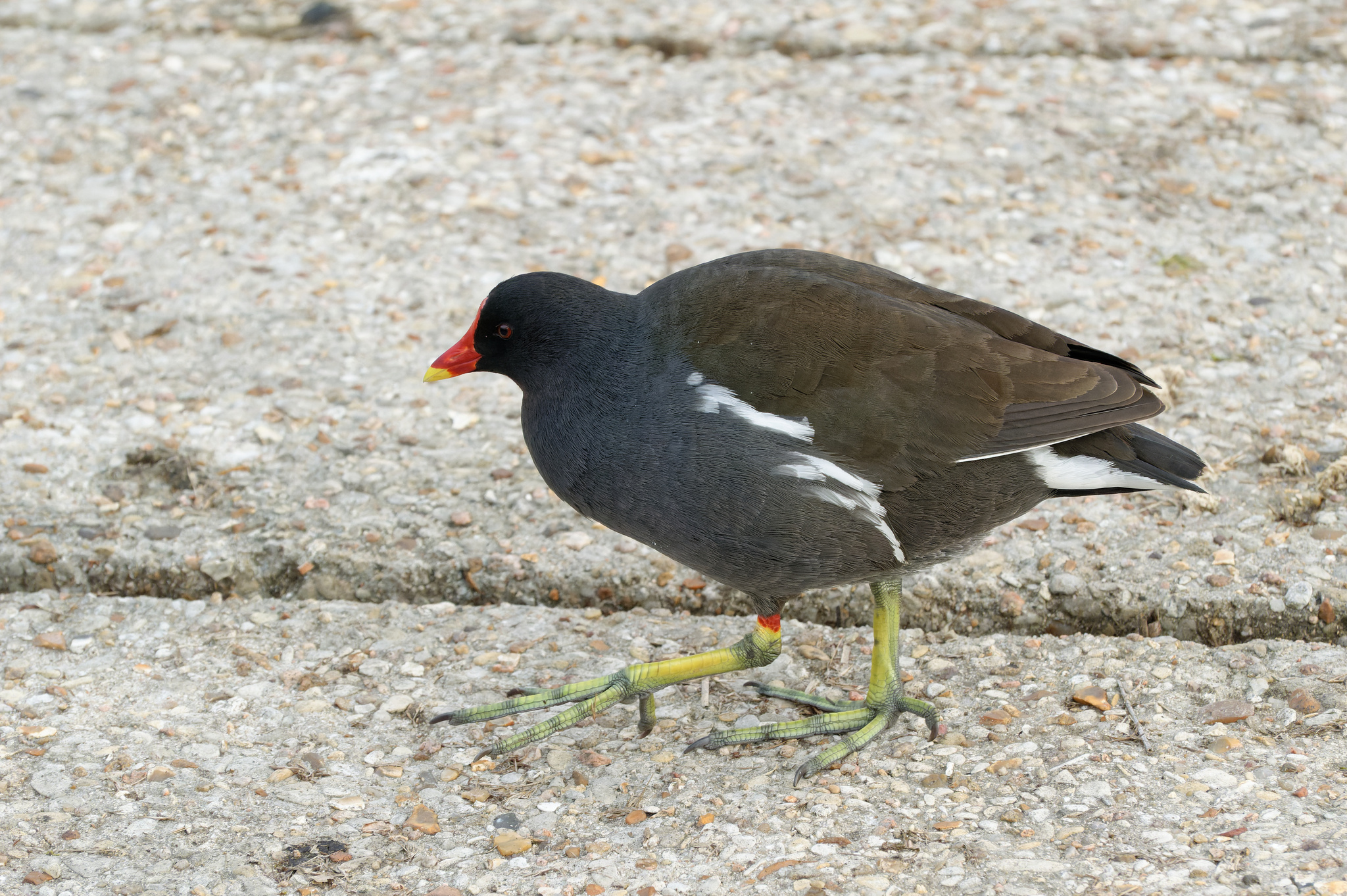 Common Moorhen (Gallinula chloropus)