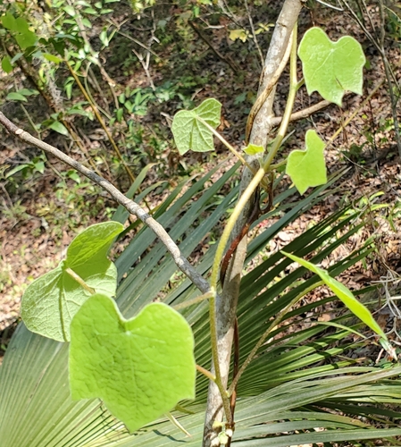 Foto de Óleo de Tung
