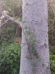 Adansonia madagascariensis