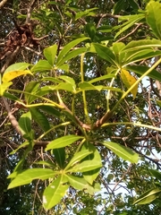 Adansonia madagascariensis