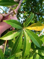 Adansonia madagascariensis