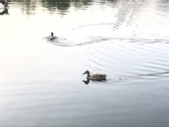 Anas platyrhynchos