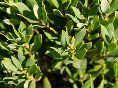 Leptecophylla parvifolia, photograph Terra Occ, CC BY, iNaturalist via GBIF