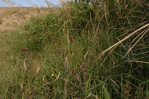 Fuirena umbellata iNat (1)