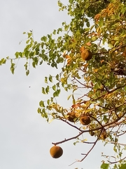 Adansonia madagascariensis