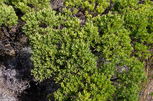 Leptecophylla parvifolia, photograph 4