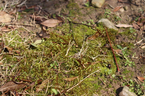 Haplocladium microphyllum observed 2024-03-02