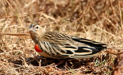 Euplectes progne progne