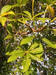 Adansonia madagascariensis