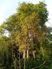 Adansonia madagascariensis