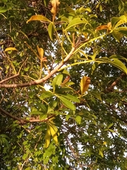 Adansonia madagascariensis