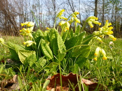 Primula veris macrocalyx