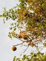 Adansonia madagascariensis