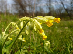 Primula veris macrocalyx