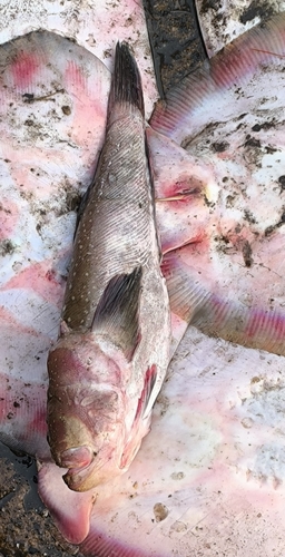 Spotted stargazer (Uranoscopus guttatus) — Uranoscopidae