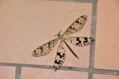 Palpares insularis