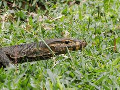 Togian Water Monitor photo 2