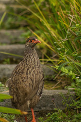 Pternistis afer castaneiventer
