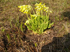 Primula veris macrocalyx
