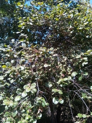 Perrierodendron boinense