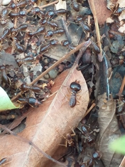 Macrotermes carbonarius