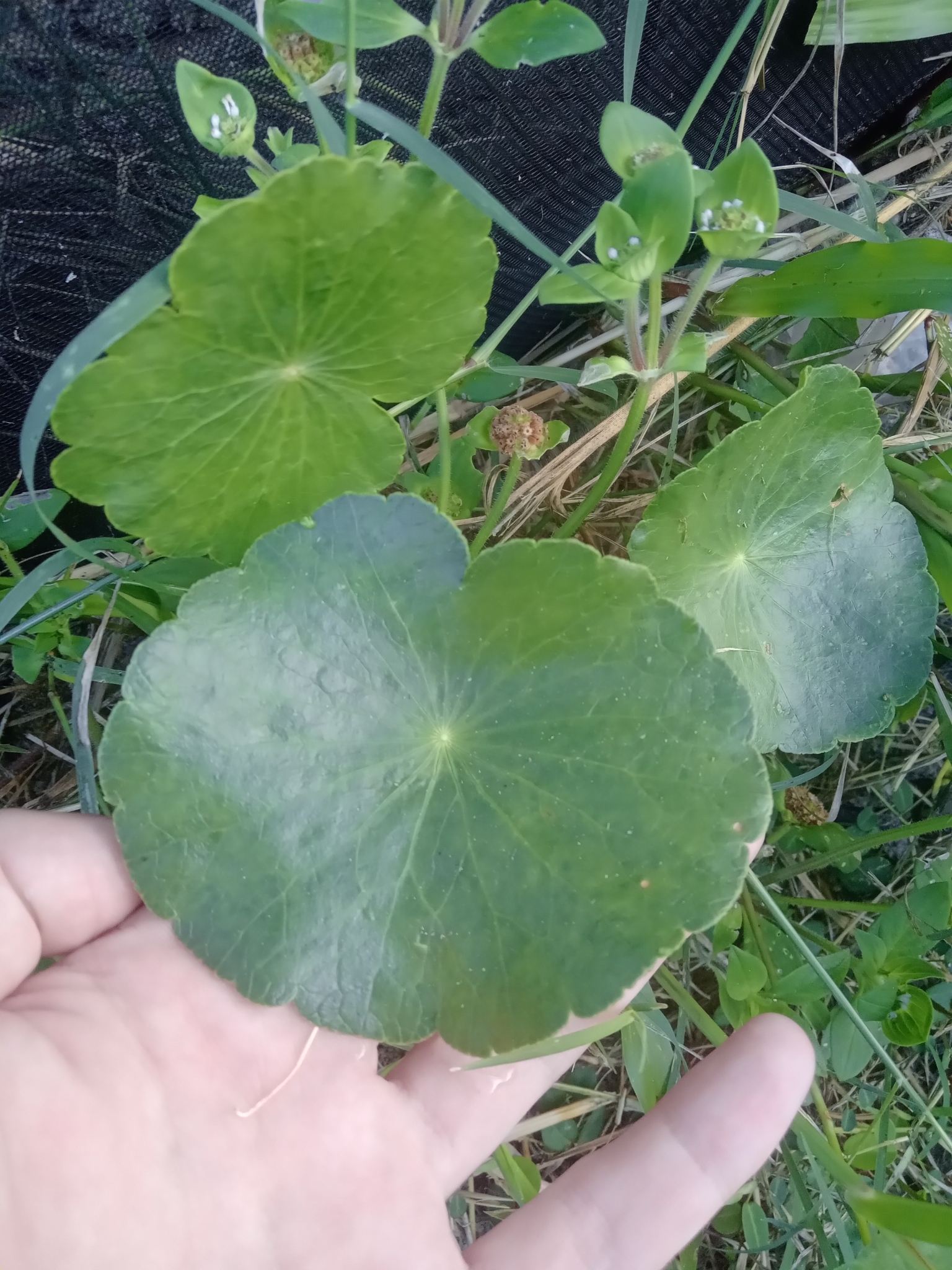 Hydrocotyle bonariensis