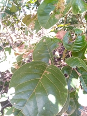 Perrierodendron boinense