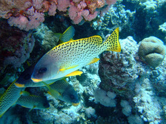 Plectorhinchus gaterinus