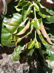 Perrierodendron boinense