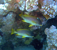 Plectorhinchus gaterinus