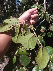 Perrierodendron boinense