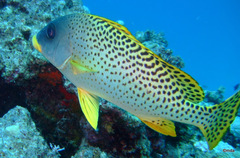 Plectorhinchus gaterinus