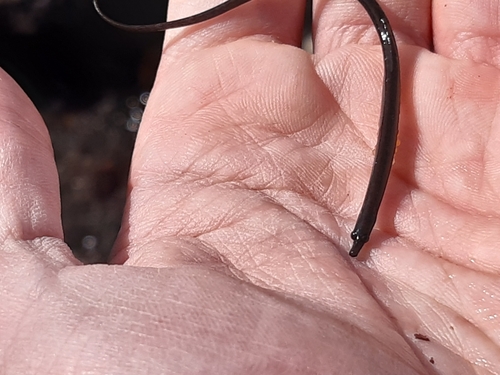 Worm pipefish (Nerophis lumbriciformis) — Syngnathidae — 2