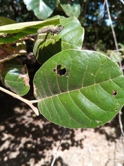 Perrierodendron boinense