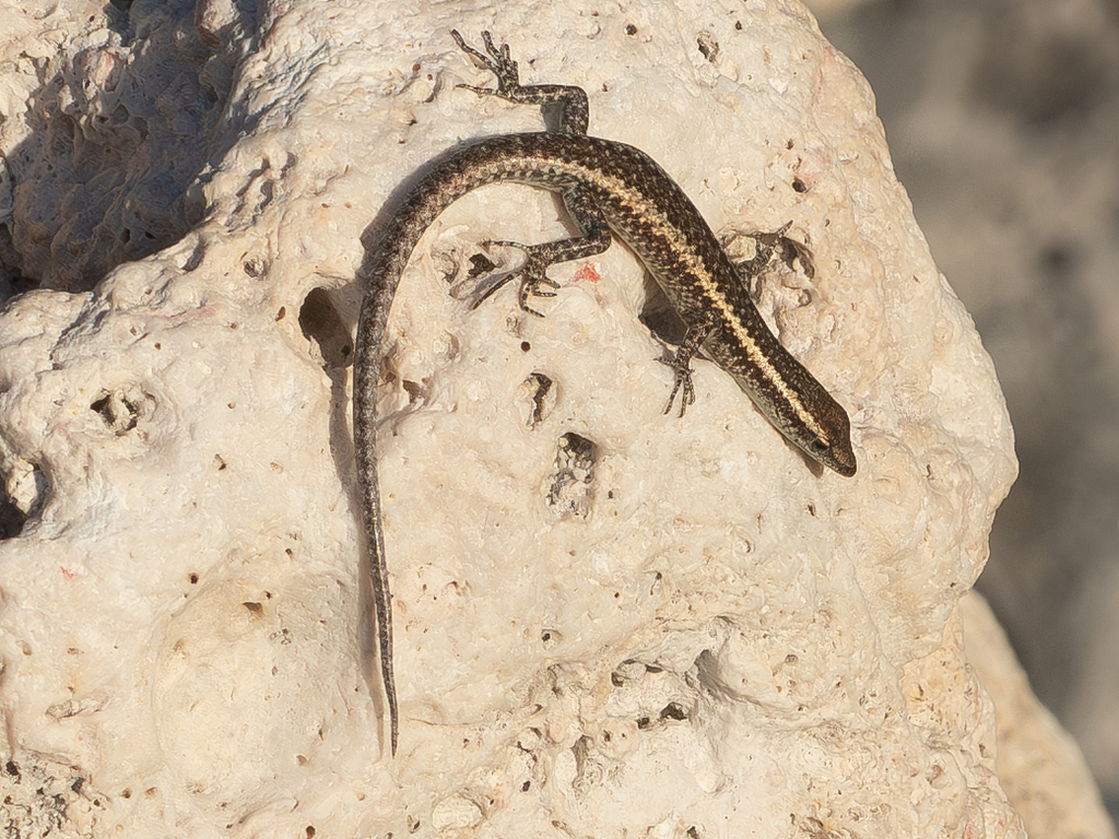 New Caledonian Shore Skink
