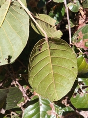 Perrierodendron boinense