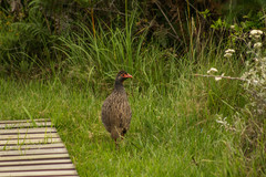 Pternistis afer castaneiventer