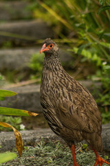 Pternistis afer castaneiventer