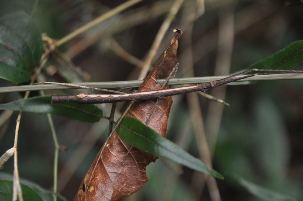 Somacantha